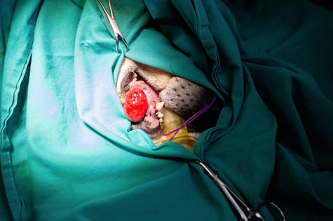 Tumeur de la gueule du chien