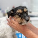 Les tumeurs de la thyroïde du chien