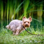 le ténesme chez le chien