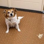 ulcère gastrique du chien