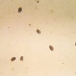 uncinariose chez le chien