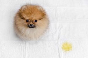 uretere ectopique chien