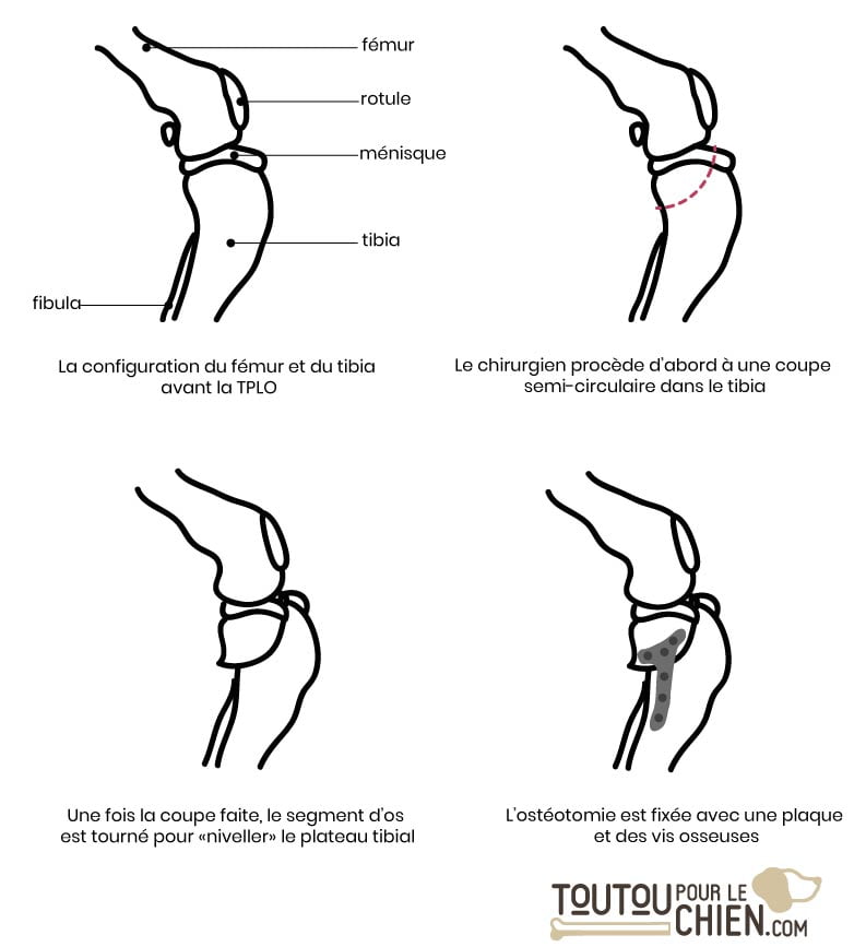 La TPLO chez le chien