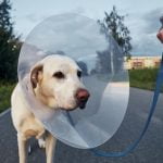 La TPLO pour le chien