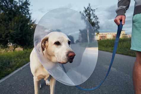 La TPLO pour le chien