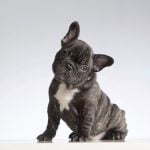 bouledogue français maire village états unis