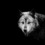 le chien descend du loup