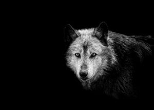 le chien descend du loup