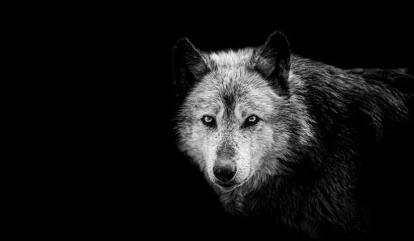 le chien descend du loup