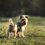 doudou yorkshire oublié sur une aire de repos