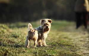 doudou yorkshire oublié sur une aire de repos