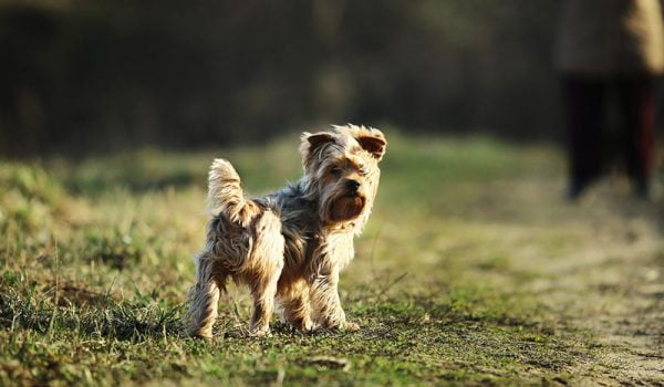 doudou yorkshire oublié sur une aire de repos