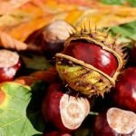 Intoxication du chien aux marrons