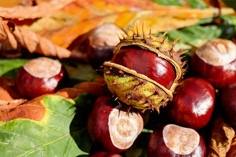 Intoxication du chien aux marrons