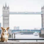 promener chien à londres