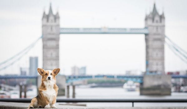promener chien à londres