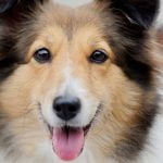 Anomalie oeil Colley