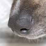 chien chacal détecteur de covid