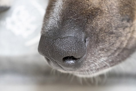 chien chacal détecteur de covid