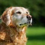 chimiothérapie du chien