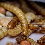 croquettes aux insectes pour chien