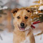 les dangers de l'hiver pour le chien