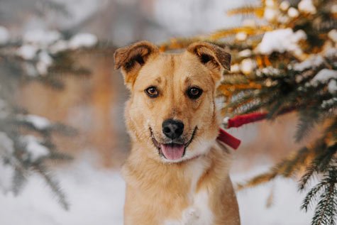 les dangers de l'hiver pour le chien