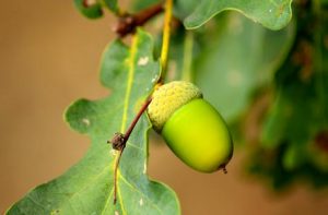 Le gland toxique pour le chien
