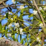 gui toxique pour le chien