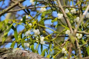 gui toxique pour le chien