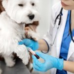 L'hyperparathyroidie primaire du chien