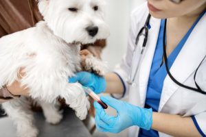 L'hyperparathyroidie primaire du chien
