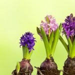 La toxicité de la jacinthe pour le chien