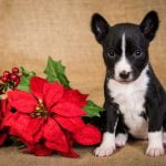 la toxicité du poinsettia pour le chien
