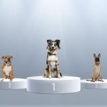 berger australien race préférée en 2020