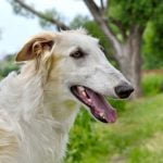 chien qui boite par mimétisme