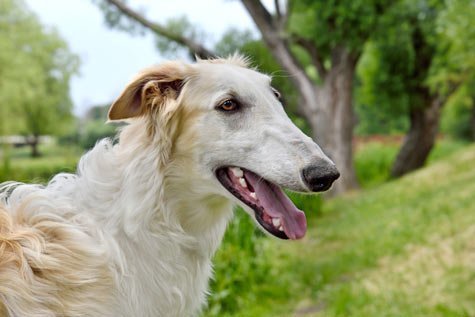 chien qui boite par mimétisme