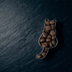 croquettes pour chat à un chien