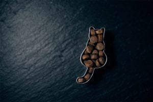 croquettes pour chat à un chien