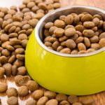 les croquettes royal Canin pour chien