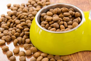 les croquettes royal Canin pour chien