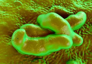 la campylobactériose du chien