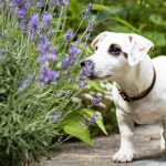 Bienfaits de la lavande pour mon chien