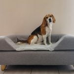 Lit pour chien Topology Omlet