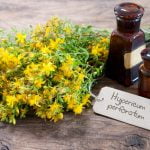 le millepertuis pour chien