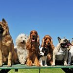 les records des chiens