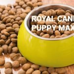 Royal Canin Puppy Maxui