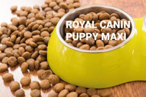 Royal Canin Puppy Maxui