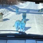 Des chiens bleus en Russie
