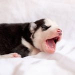 le développement comportemental du chiot